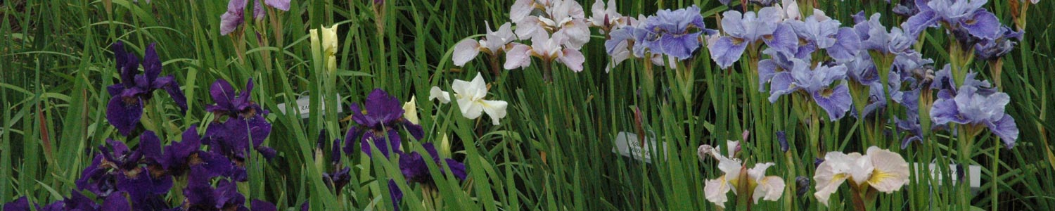 Field-Iris-wide-