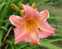 A Honeybee visits a daylily