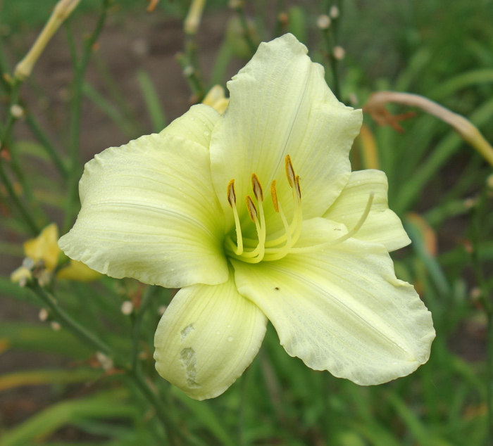 OLALLIE GOLDEN CHERIE CYNTHIA (1-2-2017)