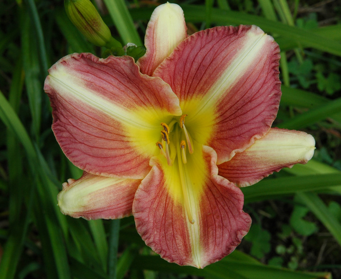 OLALLIE MAUREEN'S GARDEN (2007-2) (VT)