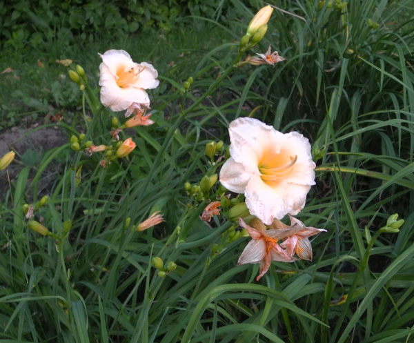 OLALLIE CAROL BECVAR (50-07)
