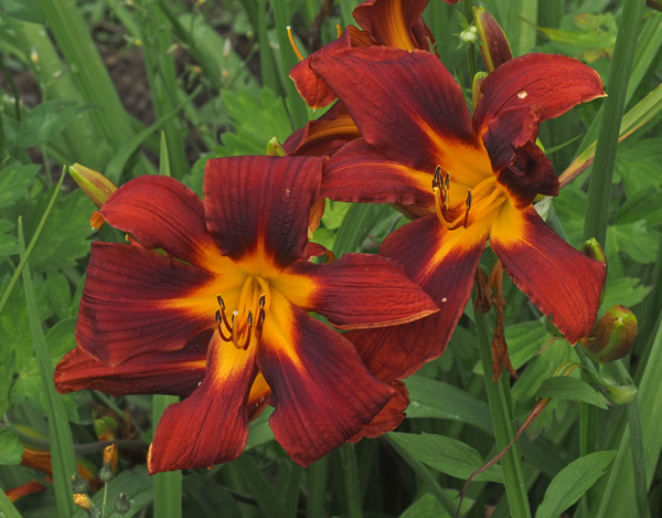 51-21a-500px