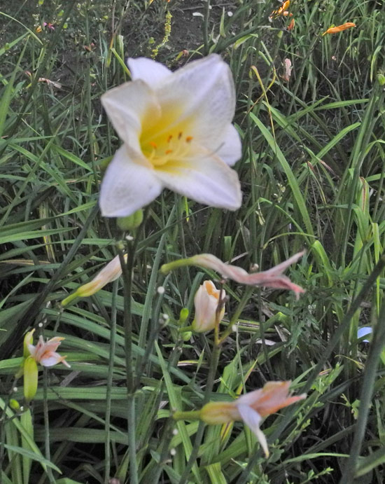 OLALLIE ROWAN DEAN (65-07)