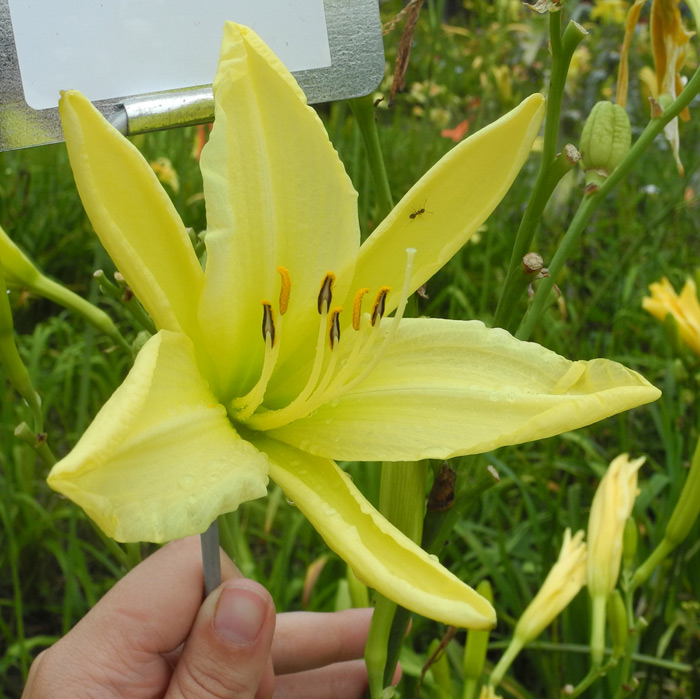 OLALLIE SUSIE MADDERN (7-29-2017) (VT)