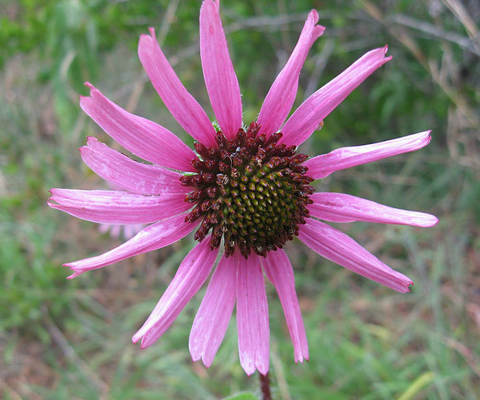 2nd year Echinacea purpurea
