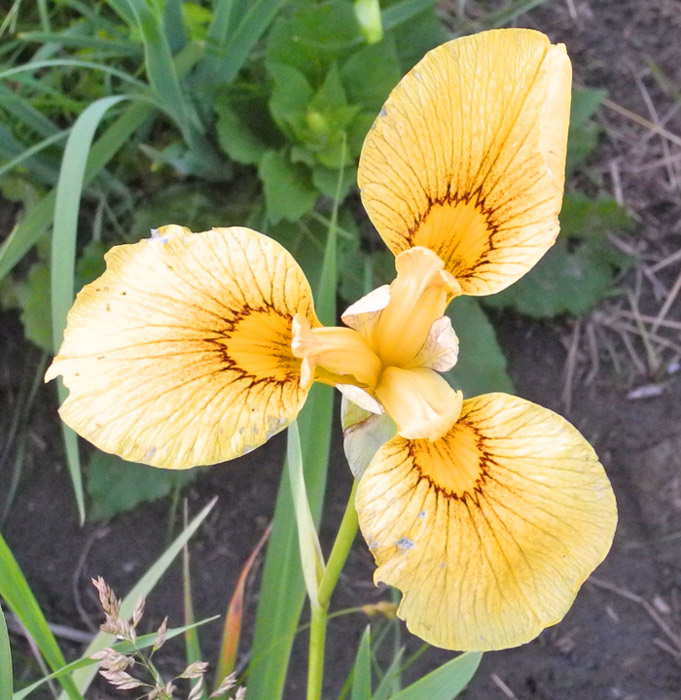 Iris pseudacorus x BELLE PROMESSE