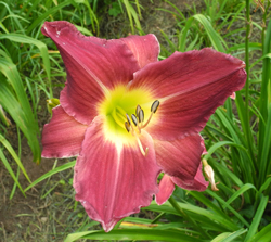 daylilies: VIVID VIOLET (VT)