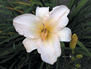 daylilies: WHITE FANTASY
