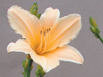 daylilies: YELLOW SIGHTS (VT)
