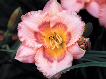 daylilies: BRIGHT BUTTERFLIES