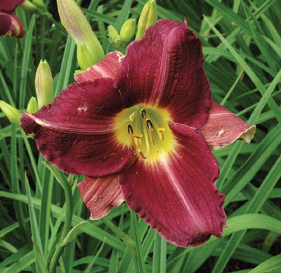 daylilies: BLACK CHERRY type (VT)