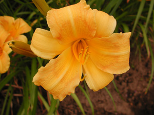 daylilies: BUTTERSCOTCH HARVEST (VT)