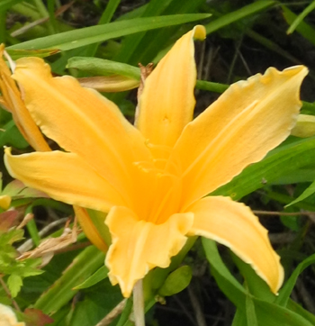 daylilies: + 209 (VT)