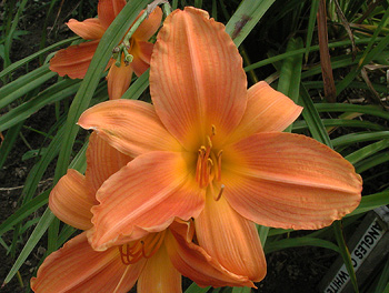 daylilies: A RIPE PEACH (VT)