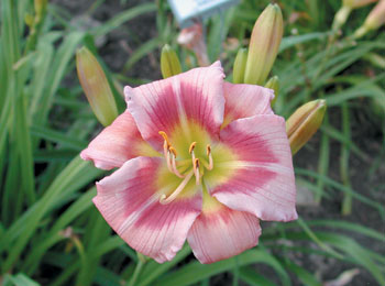 daylilies: ADDIE BRANCH SMITH