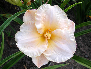 daylilies: AGE OF INNOCENCE