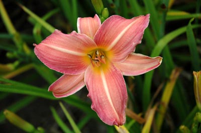 daylilies: 666 (VT)
