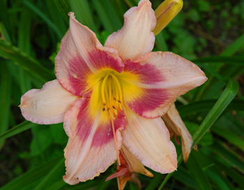 daylilies: CLINCHER