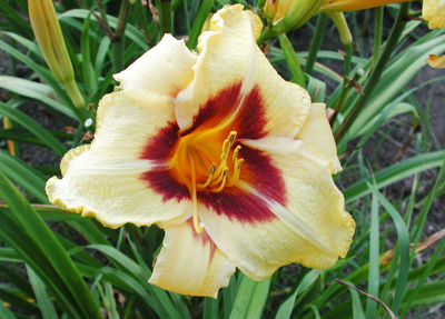 daylilies: DON STEVENS