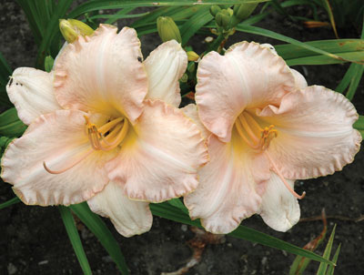 daylilies: PEACH WHISPER