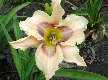 daylilies: ISLE OF DREAMS