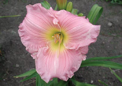 daylilies: DREAMWORLD