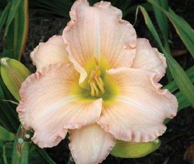 daylilies: ATLANTA SWEET MEMORIES