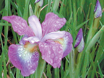 daylilies: Iris  siberica SPARKLE (SP)
