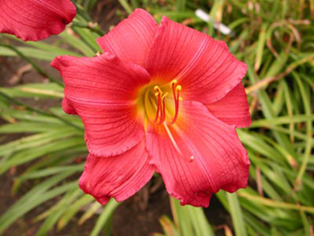 daylilies: CAROLINA CRANBERRY