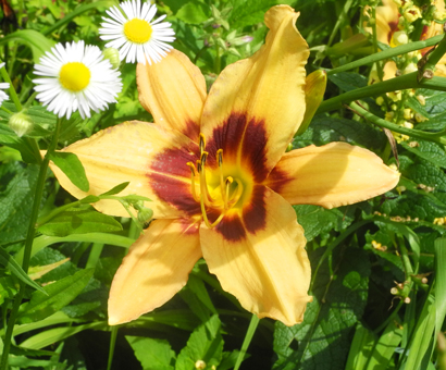 daylilies: + EZ 4-34-03 (VT)