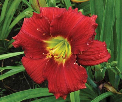 daylilies: SILOAM CHERRY CHIMES