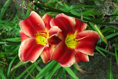 daylilies: ROYALTY SURPRISE