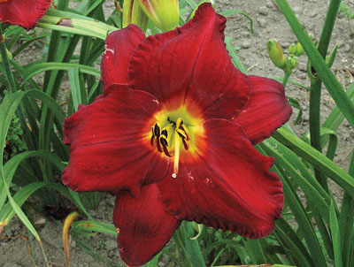 daylilies: CRIMSON SHADOWS