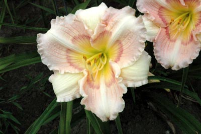 daylilies: LITTLE LORRIE