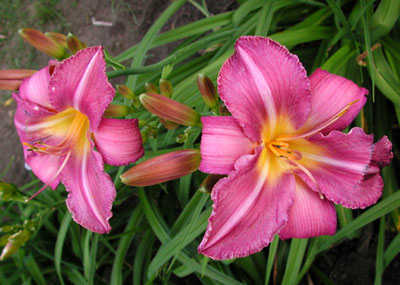 daylilies: CHICAGO ARNIE'S CHOICE