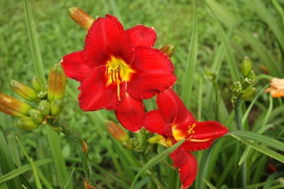 daylilies: CHICAGO ATLAS type