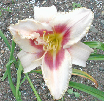 daylilies: CHICAGO PICOTEE LACE
