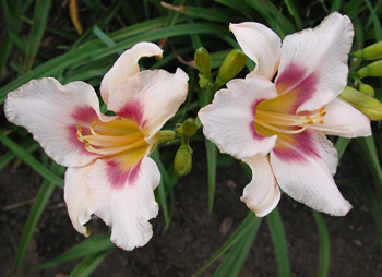 daylilies: CHICAGO PICOTEE PRIDE