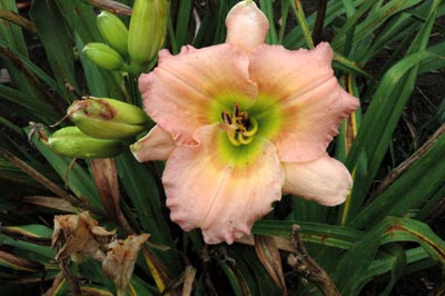 daylilies: CHORUS LINE (TET)