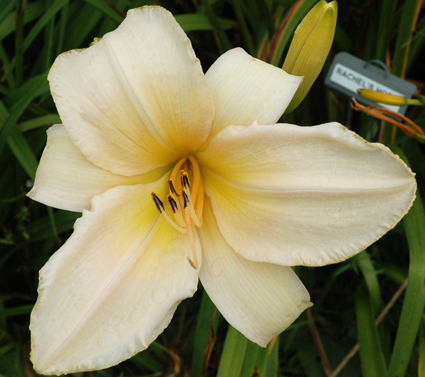 daylilies: RACHEL'S HOPE