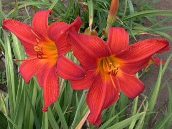 daylilies: CHRIS' VELVET RED (VT)