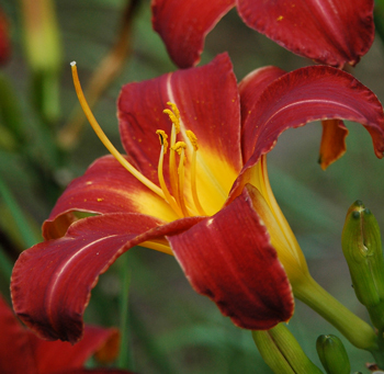 daylilies: + 3-30 9-29-04 (VT)
