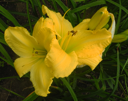 daylilies: OLALLIE SOLAR FLARE (VT)