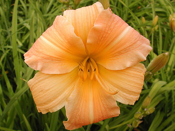 daylilies: CLEMENTINE (VT)