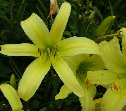daylilies: FELICITY