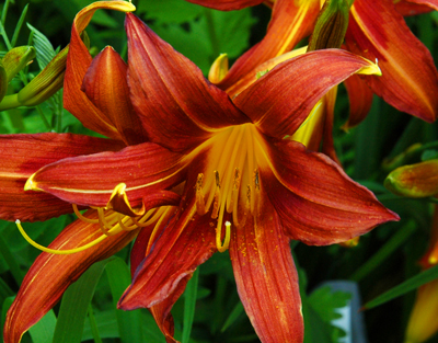 daylilies: NADA (RA)