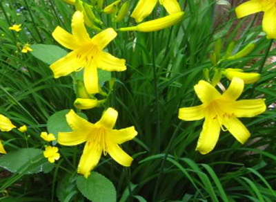 daylilies: MIGNON