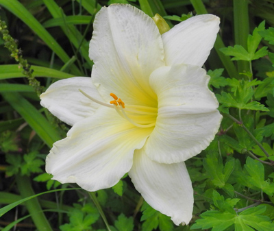 daylilies: CONGENIALITY