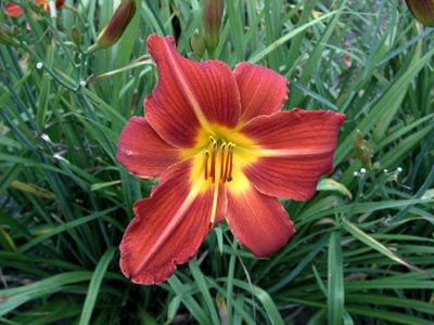 daylilies: DOUBLE BEAUTY type