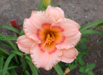 daylilies: COVENTRY COUNTESS